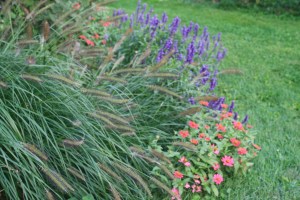 Fountain Grass, Zinnia & Salvia
