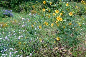 Wildflowers in the Field