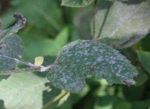 powdery mildew