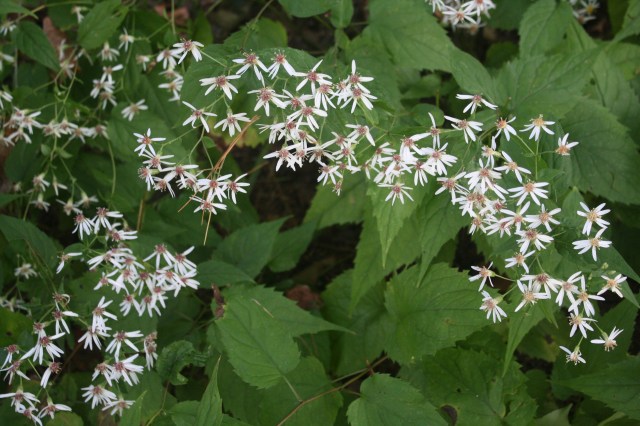White Wood Aster