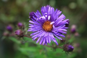 New England Aster