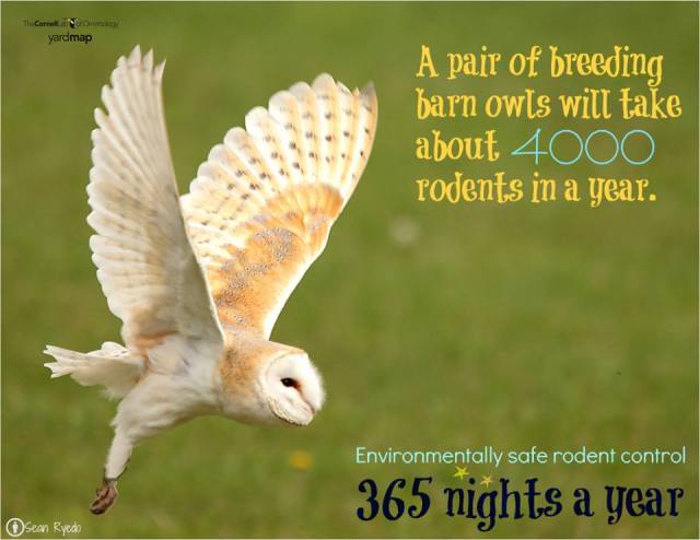 barnowl
