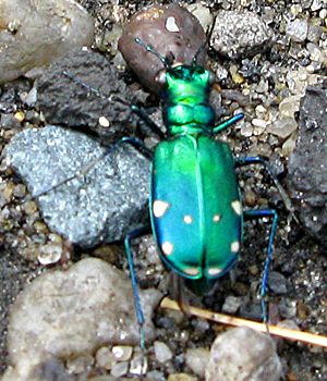 Copyright © 2009 Peter Cristofono BugGuide.net Photo#294555