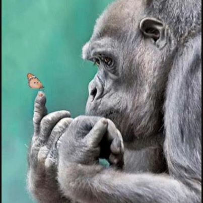 421376_432803833406411_519654472_n-1