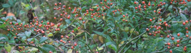 IMG_5509 - Version 2