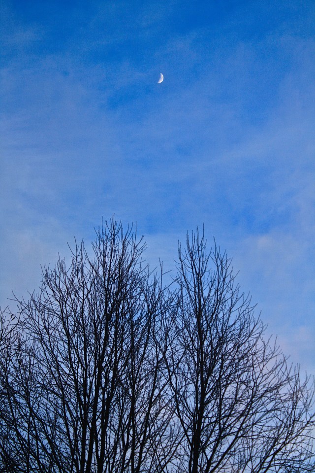 Winter Moon