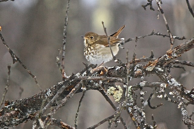 Hermit Thrush