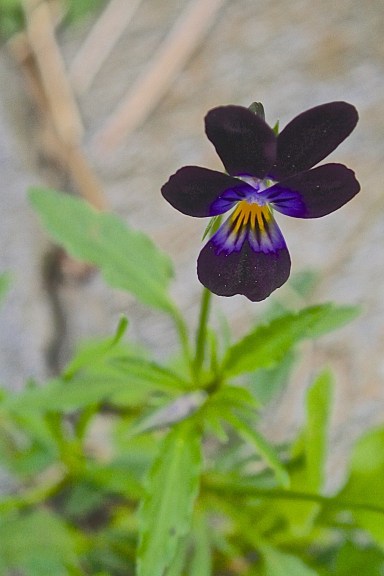 Viola tricolor x V. cornuta 'Bowles Black'