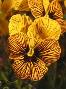 Viola 'Tiger Eye'