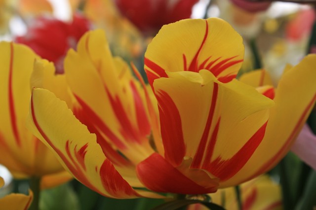 'Monsella' Double Early Tulip