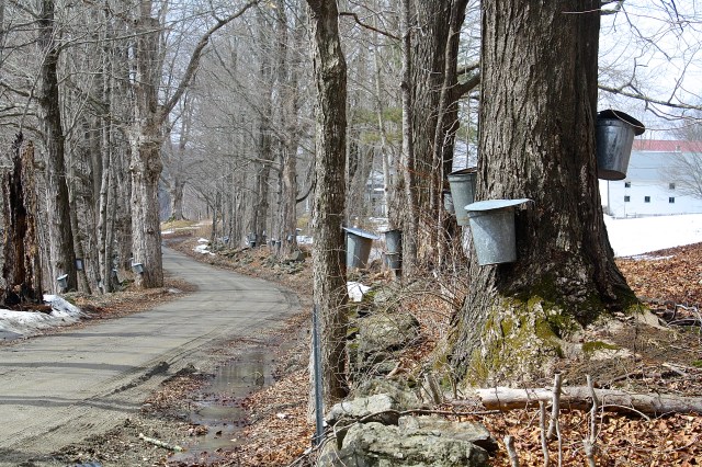 Maple Buckets and Mud Season