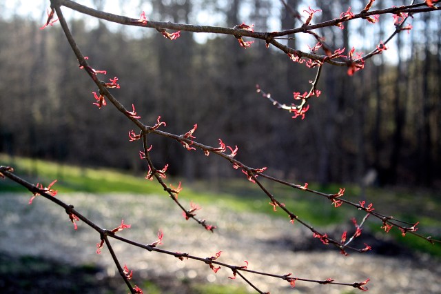 Katsura blossoms