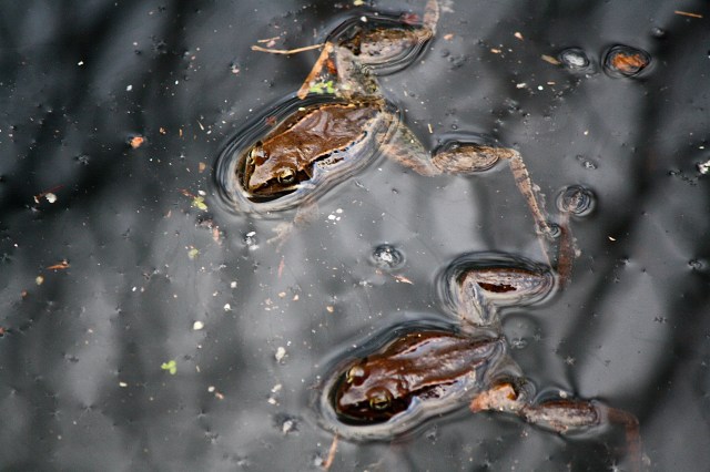 "Your eyes are like deep forest pools."