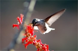 hummingbird186_sm
