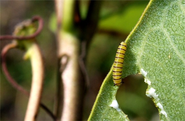Monarch instar larva on Milkweed