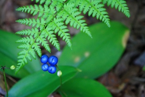 Bluebead (Clintonia borealis)