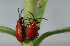 Scarlet lily beetle (Wikipedia photo)
