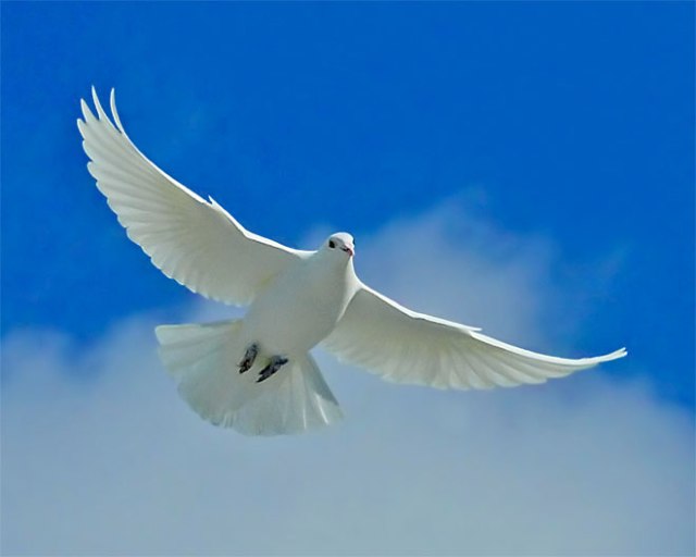 dove
