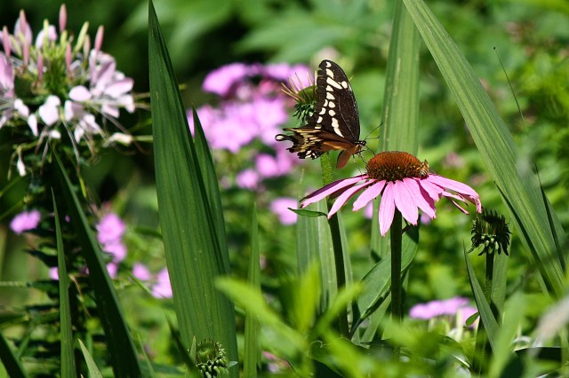 Giant Swallowtail (Papilio cresphontes) on Coneflower (Echinacea purpurea)