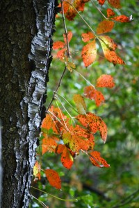 IMG_2081