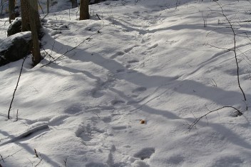 Otter slide from upper right to lower left across our foot  path