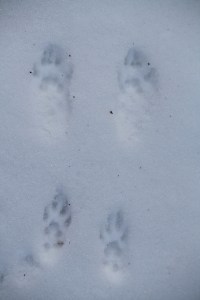 Mink tracks