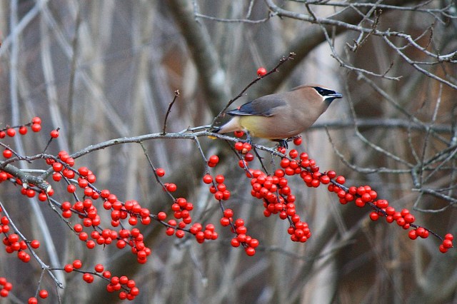 Note the red 'wax' just visible on the wing.