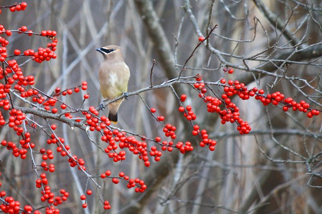 This may be a juvenile. It lacks the deeper color of the adult.
