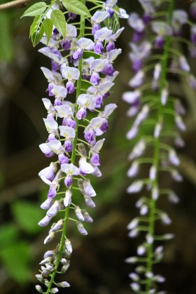 Wisteria floribunda