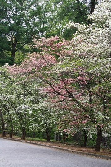 Dogwood trees (Cornus florida)
