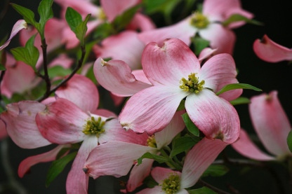Pink Dogwood (Cornus florida)