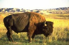 American bison