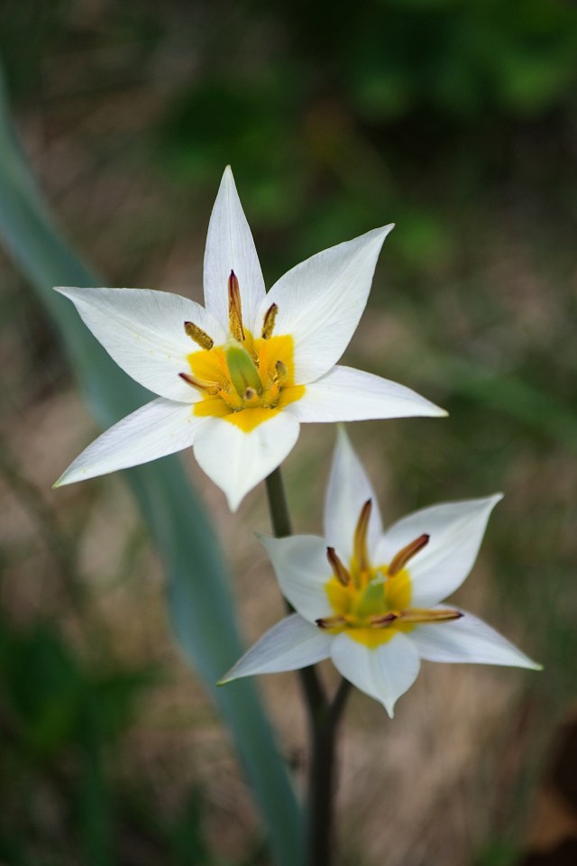 Tulipa turkestanica