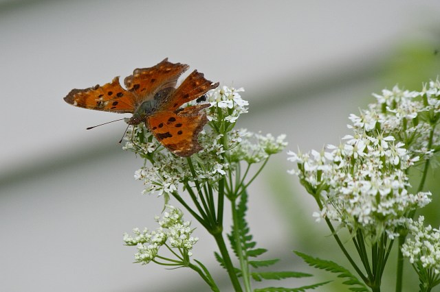 Eastern Comma Polygonia comma