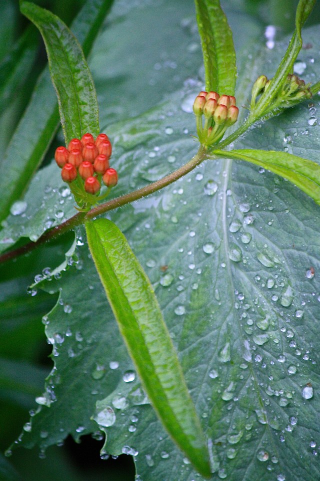 Butterfly weed (Asclepias tuberosa) & Poppy (Papaver somniferum) leaf