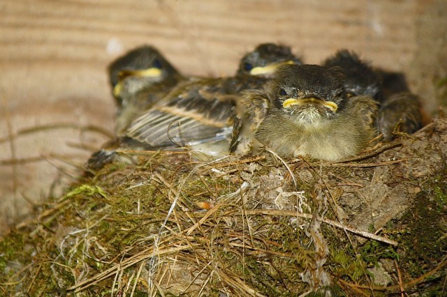 Eastern Phoebe (Sayornis phoebe) fledglings