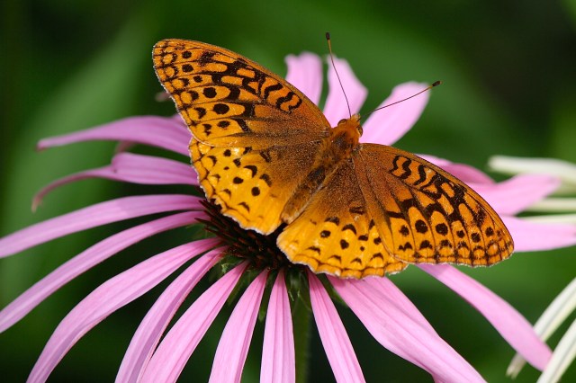 Great Spangled Fritillary (Speyeria cybele)