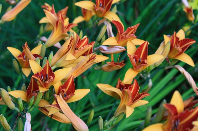 Daylilies opening at dawn