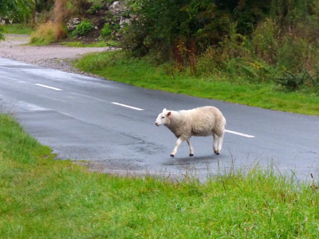 sheep-yorkshire