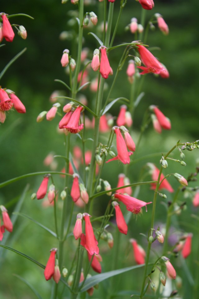 Coral Penstemon barbatus