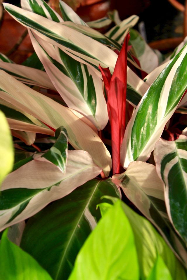Aglaonema Red Sumatra
