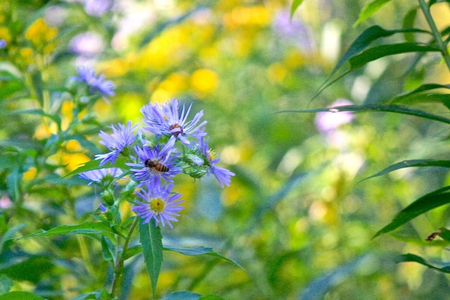 Honeybee on Aster