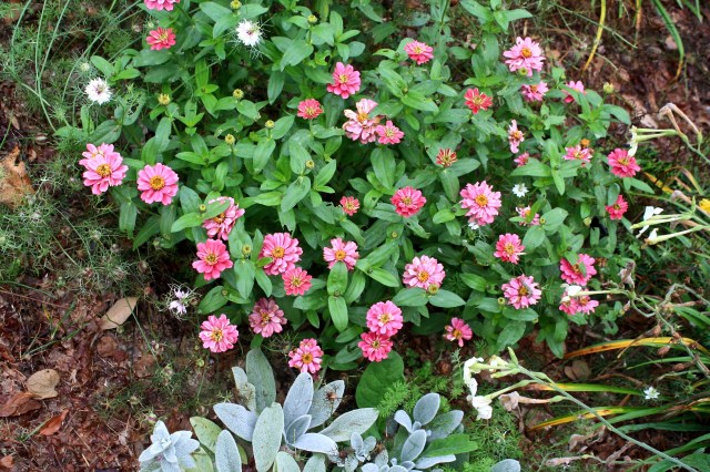 Zinnia 'Dbl. Cherry Profusion'