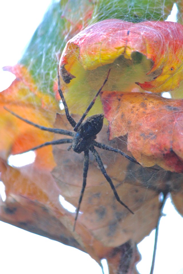 Halloween Spider