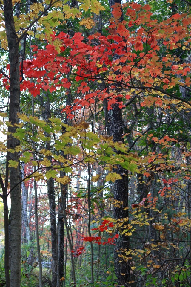 Autumn leaves - Acer rubrum