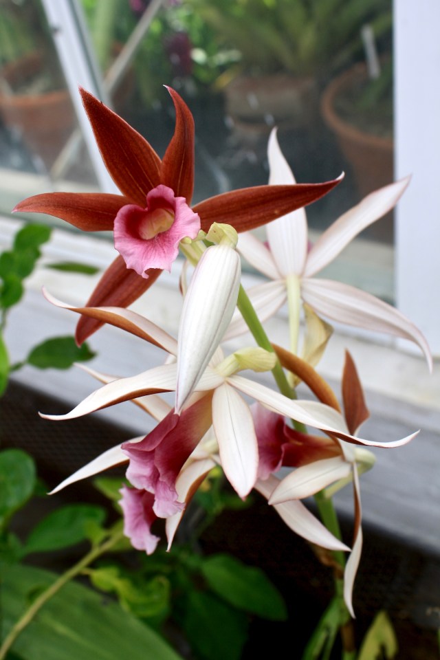 Phaius tankervilleae