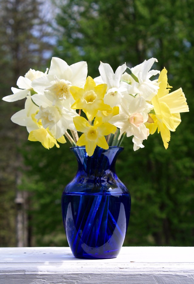 Blue vase of Narcissi
