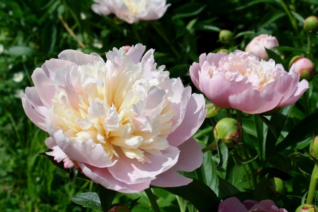 Paeonia lactiflora