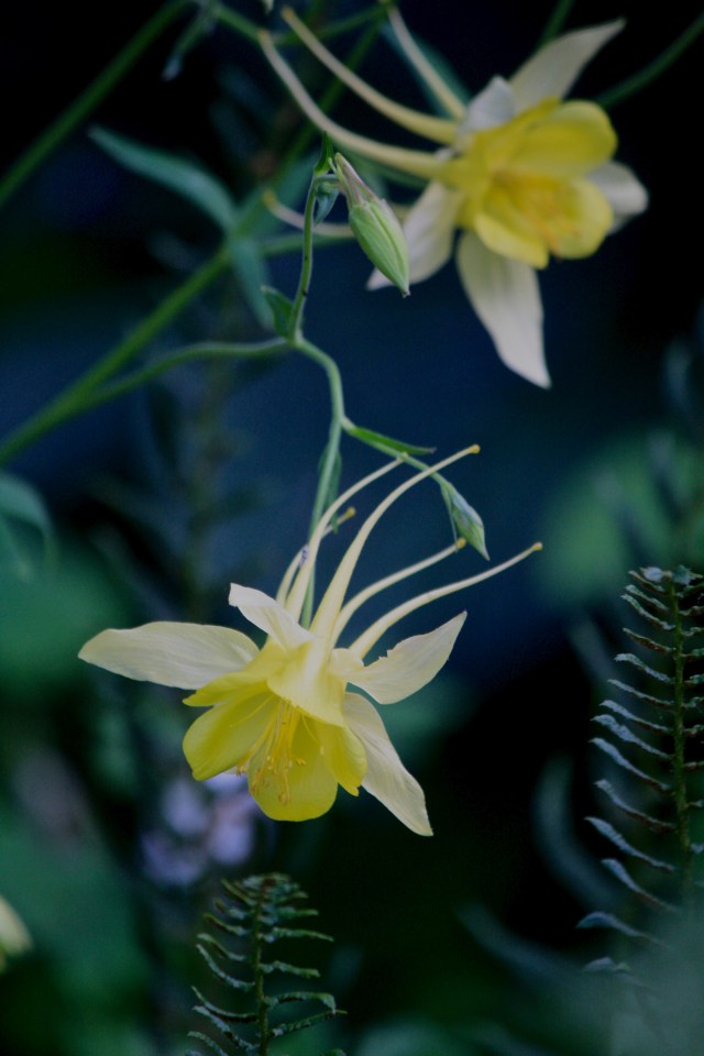 Columbine (Aquilegia chrysantha)