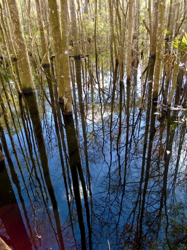 Swamp mirror